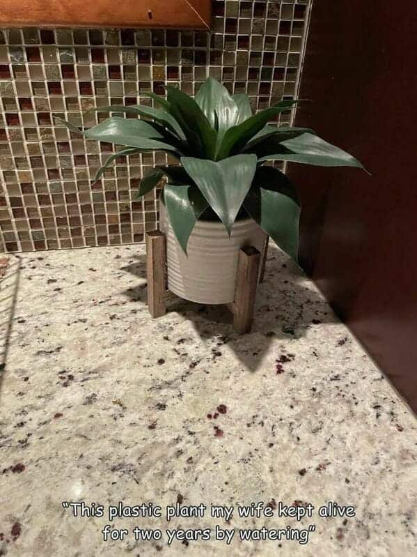 "This plastic plant my wife kept alive for two years by watering it."