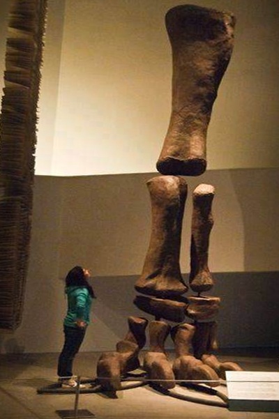 32. "Argentinosaurus Leg"