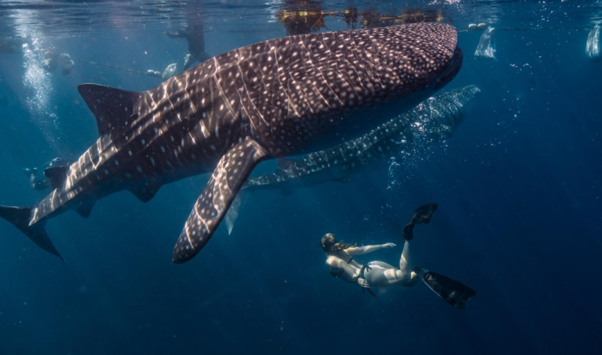 Fun Facts About Sharks: Older Than Trees, Built Without a Single Bone