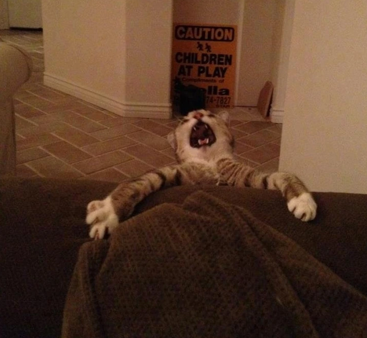 16. "Drop the Camera and Lend a Paw!"