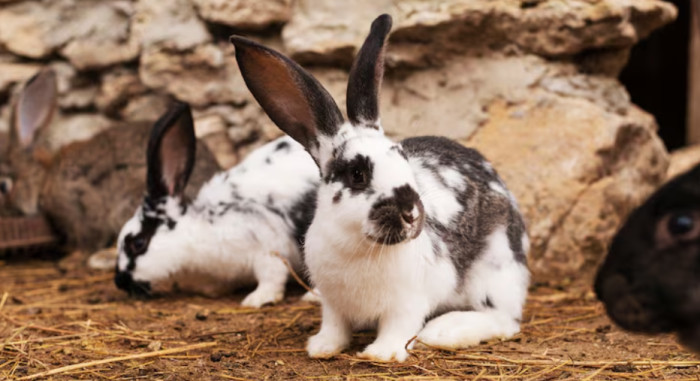 Rabbits