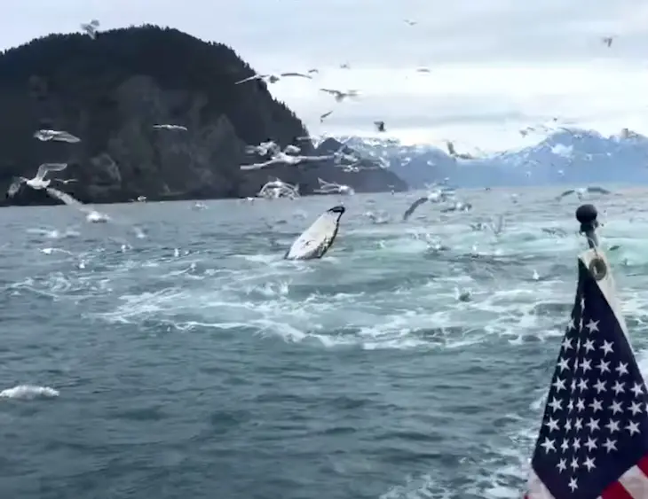 But during a boat trip off the coast of Alaska, a group of friends got to see something unforgettable.
