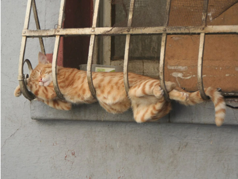 15. "I'm constantly amazed at how cats manage to look utterly content in the most awkward and uncomfortable spots."