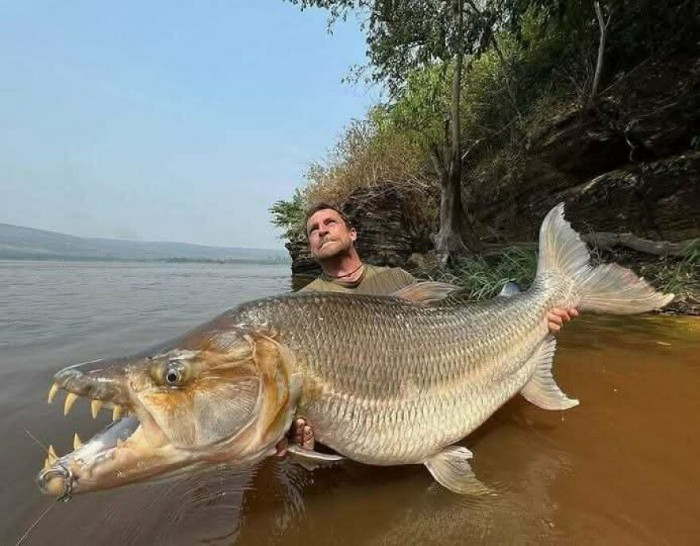 Meet The Goliath Tigerfish, (Hydrocynus Goliath), The Apex Predator Of The Congo River