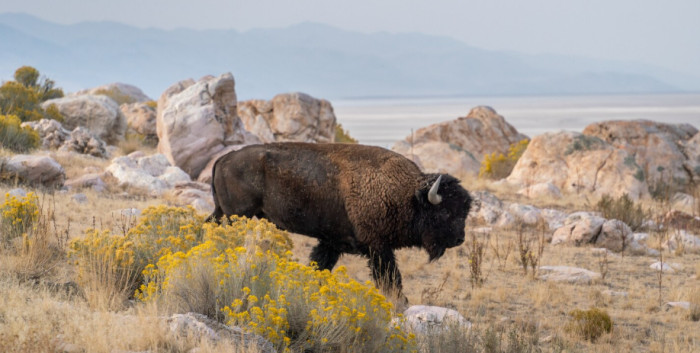 Bison