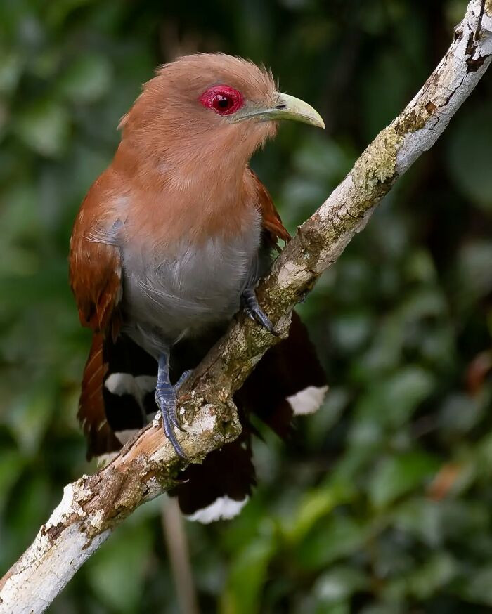 Squirrel Cuckoo