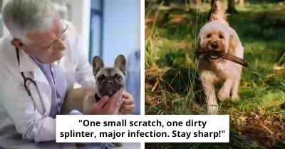 Vet Shares The Hidden Dangers Of Throwing Sticks For Dogs