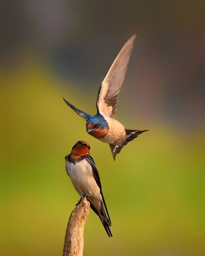 “Barn Swallow”