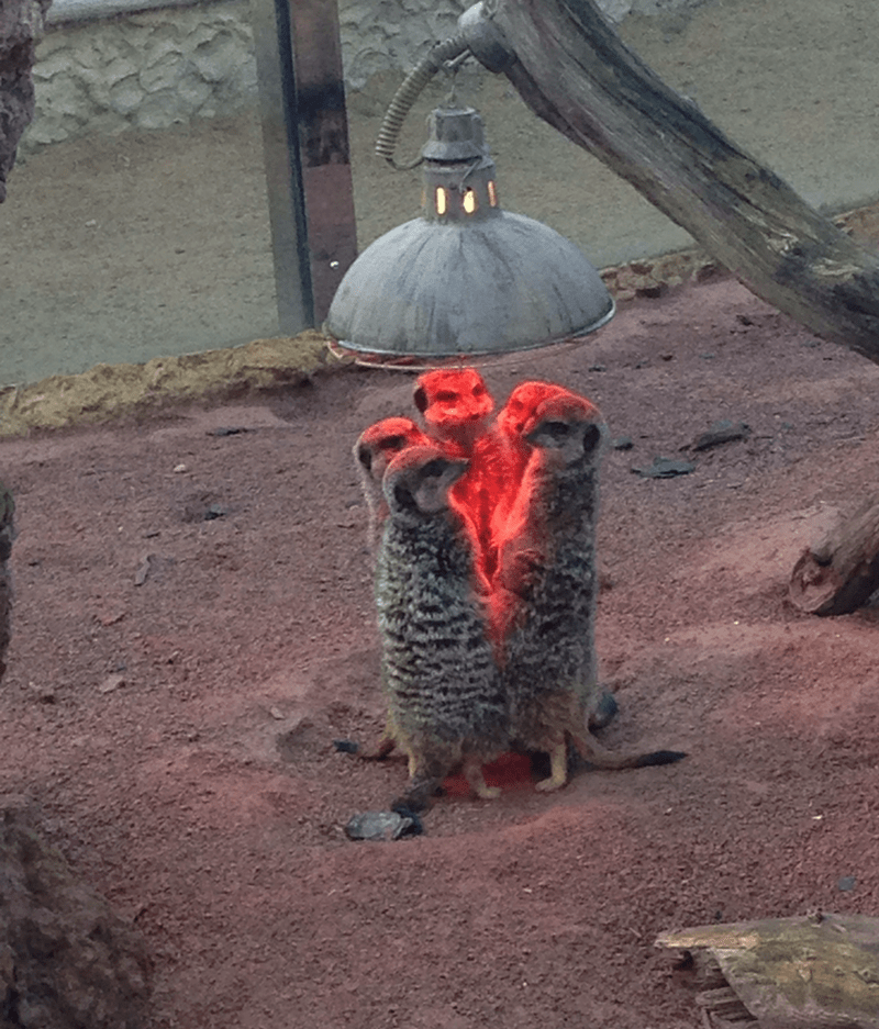 12. Meerkats live in highly social groups known as mobs or clans, where they exhibit cooperative behaviors such as sharing food, grooming each other, and taking turns acting as sentinels to watch for predators.
