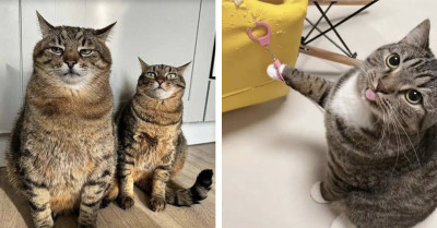Your Day Is About To Be Lit With These 50 Mesmerizing Cat Pictures