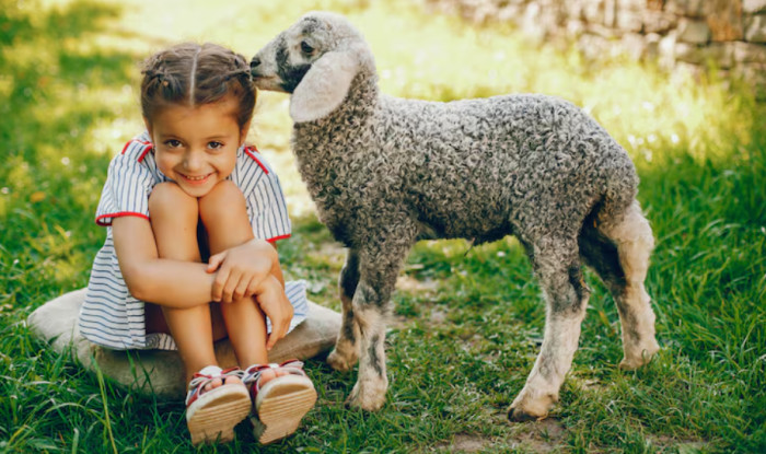 Sheep, Lamb, Goat, Ram, and Kid