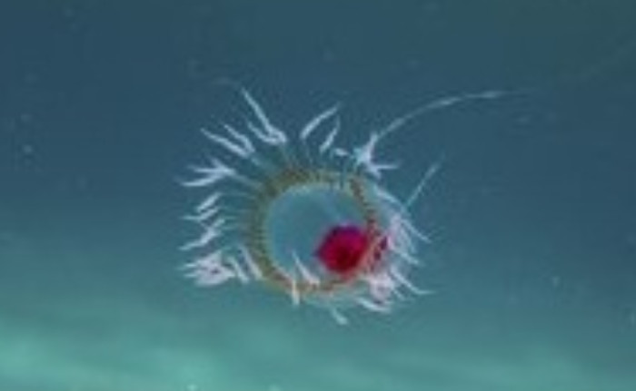 The Jellyfish That Cheats Death