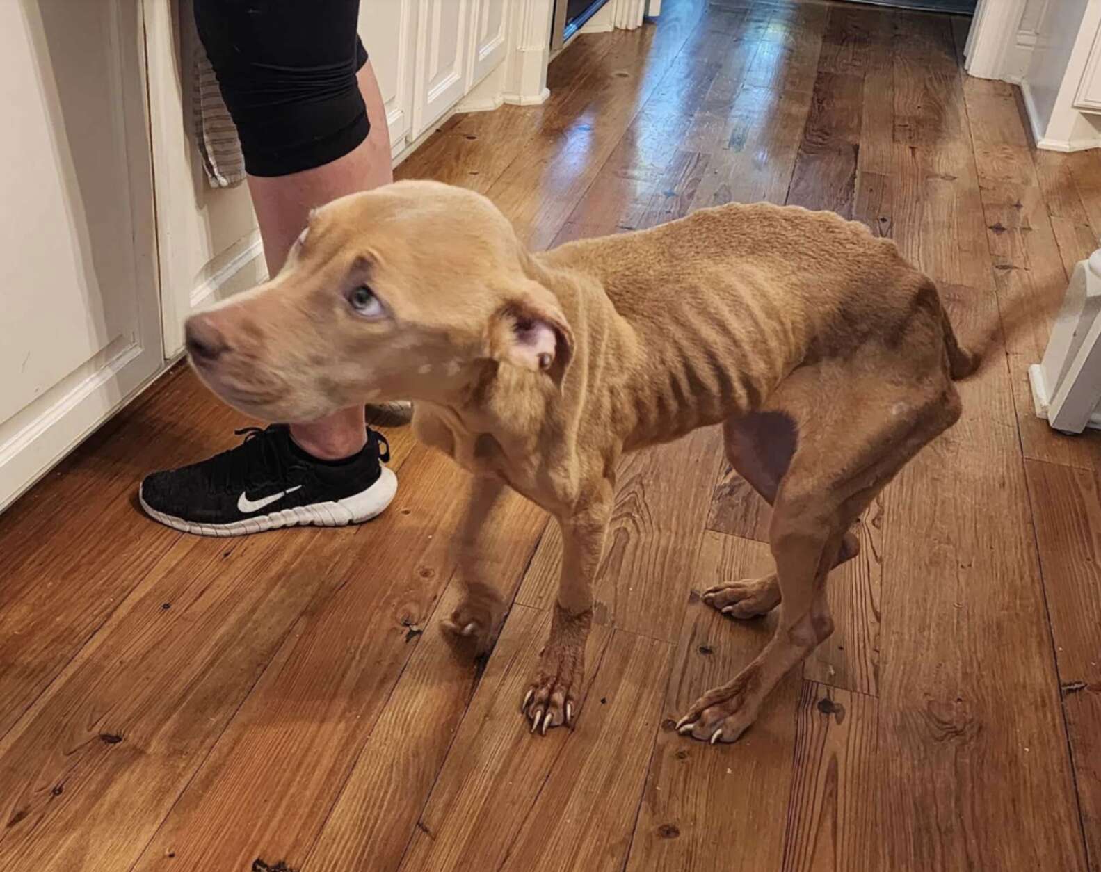 At first, Pixie was understandably nervous around her rescuers, but she slowly began to realize she was safe