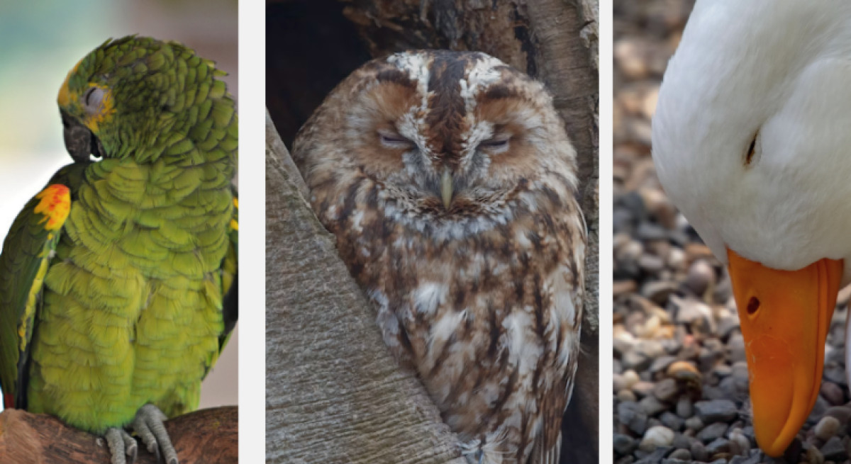 How Do Birds Sleep and Where Do They Go at Night?