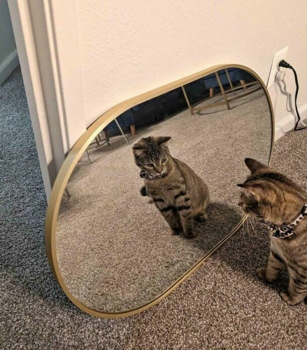 42. Cat appreciating its beauty.