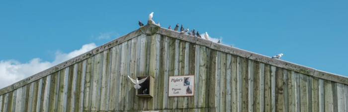 Pigeons