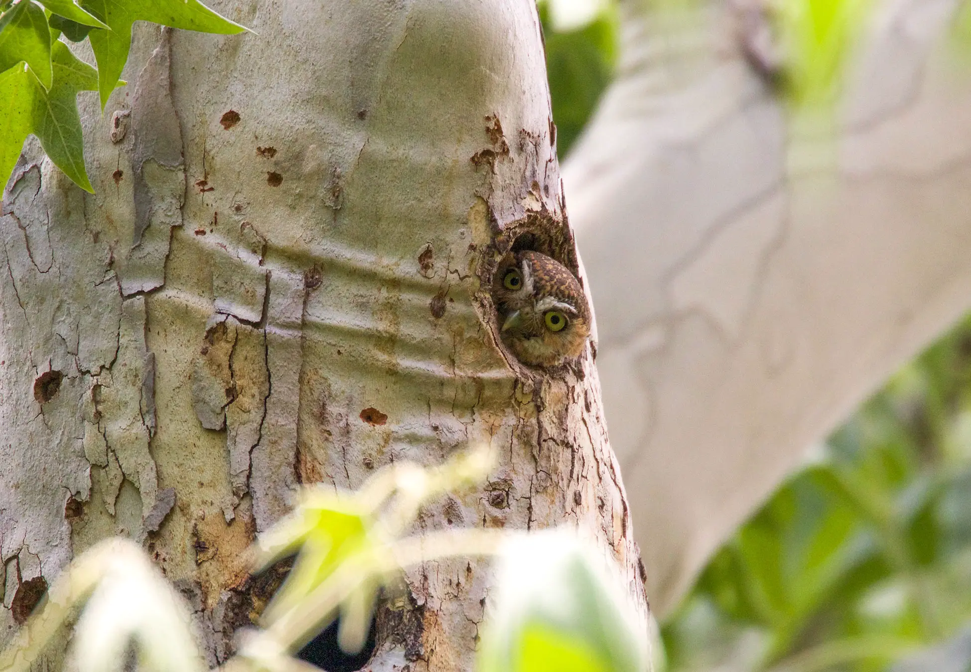 They often make their homes in abandoned woodpecker holes in saguaro cacti, providing them with shelter from the harsh desert sun and protection from predators.