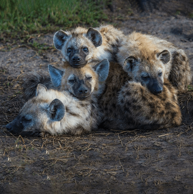 9. Spotted Hyenas