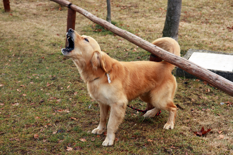 The OP can even try writing the neighbor a letter.