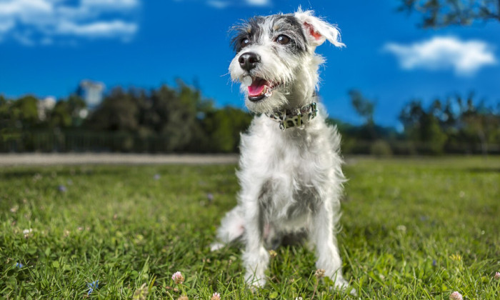 Irish Wolfhound Names