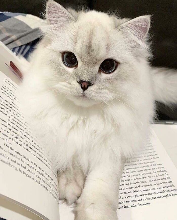 2. Beautiful Disney Bambi Eyes