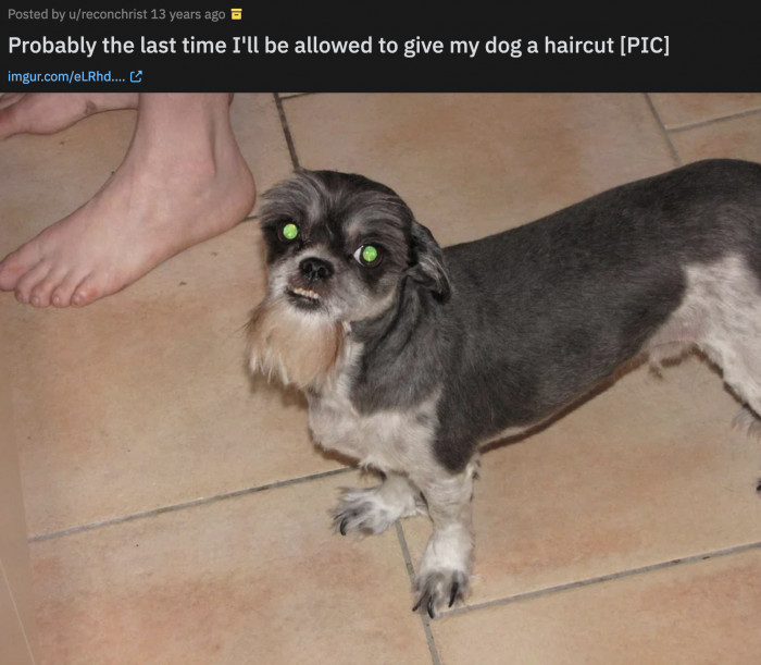 31. That goatee rarely works on humans; what made you think it would look awesome on a dog?