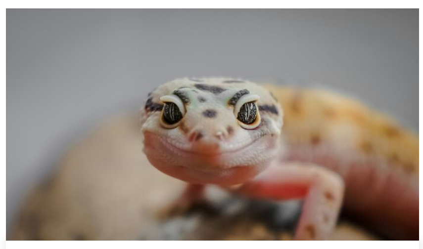 40. There is no such thing as a “tame” reptile. Some will get used to being handled; some won’t. Even the ones that do can still cause damage unexpectedly.