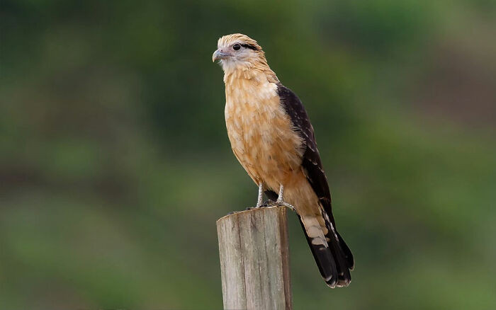 Yellow-Headed Caracara