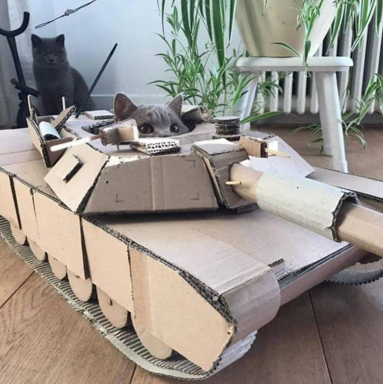 3. "Tank Tails: Cats Conquering the Cardboard Frontier"