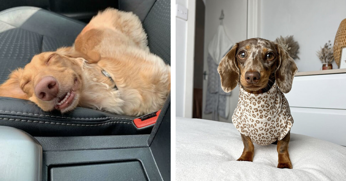 125 Photos That Show Why Everyone Loves Sausage Dogs