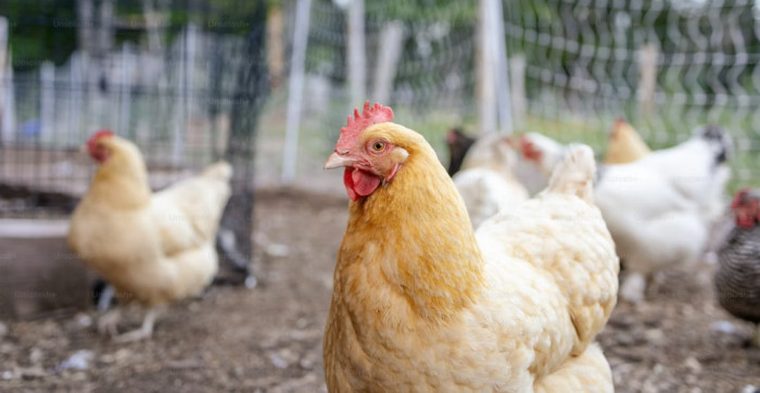 Chickens
