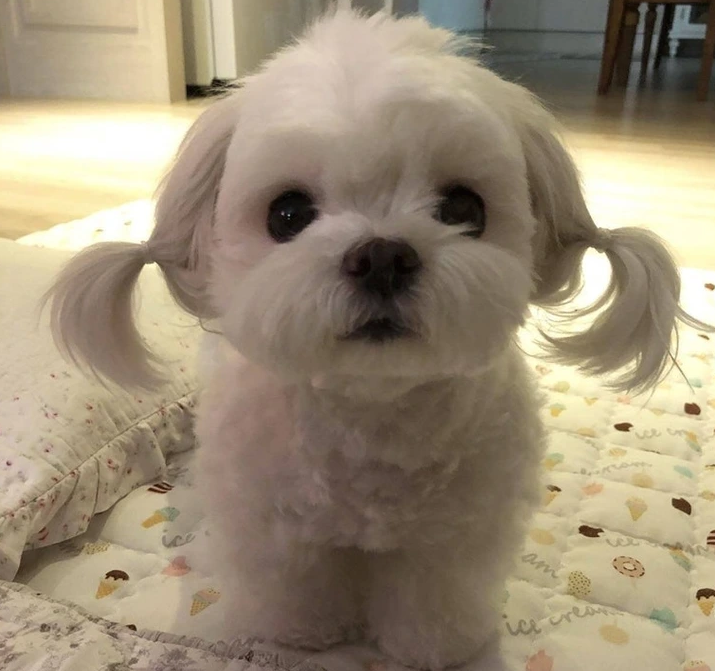 19. "Fresh Look: Embracing the New Haircut"