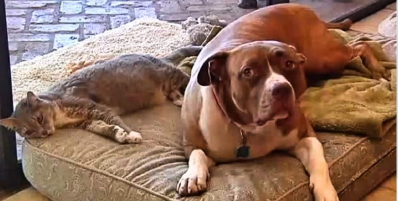 One Quora user shares a tale of a brave pit bull.