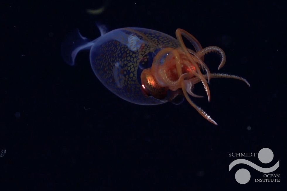 A juvenile colossal squid (Mesonychoteuthis hamiltoni) gliding through its natural Atlantic Ocean habitat.