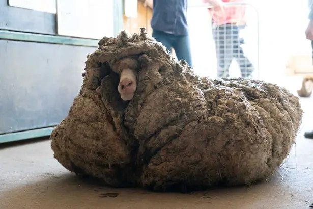 He was in poor condition and underweight, and his vision was hindered by the wool covering his face.
