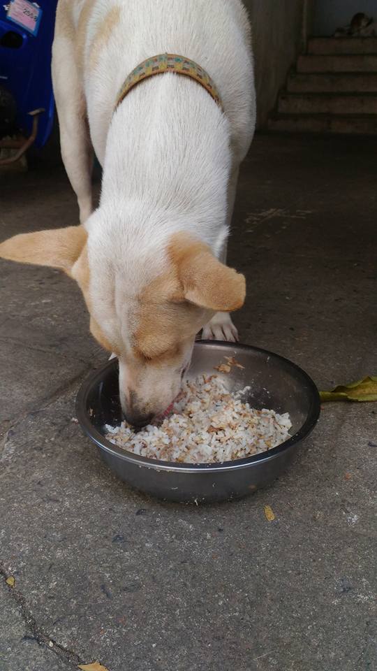 Whenever Tua Plu feels hungry, he carries a gift in his mouth. It could be something like a leaf or a piece of paper he brings to Kaewla-iat.