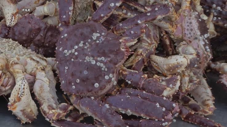 Snow crabs are a commercially significant species