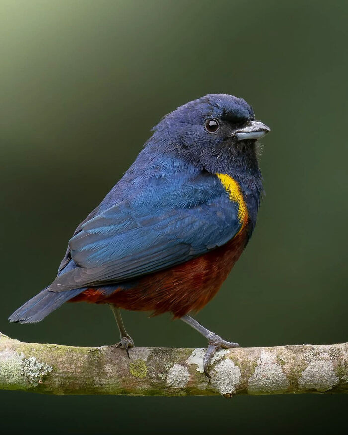 Chestnut-Bellied Euphonia